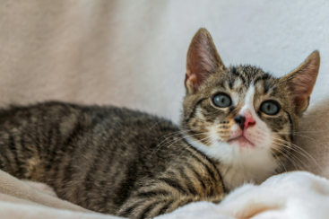 veterinary care in Vancouver