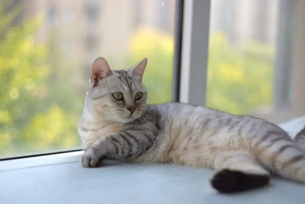 Indoor cat resting at home in Vancouver