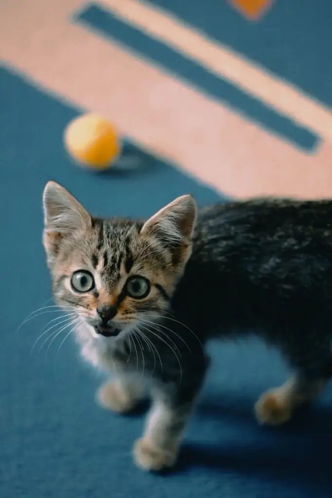 Playful kitten at home in Dunbar, Vancouver, starting its first-year veterinary care plan