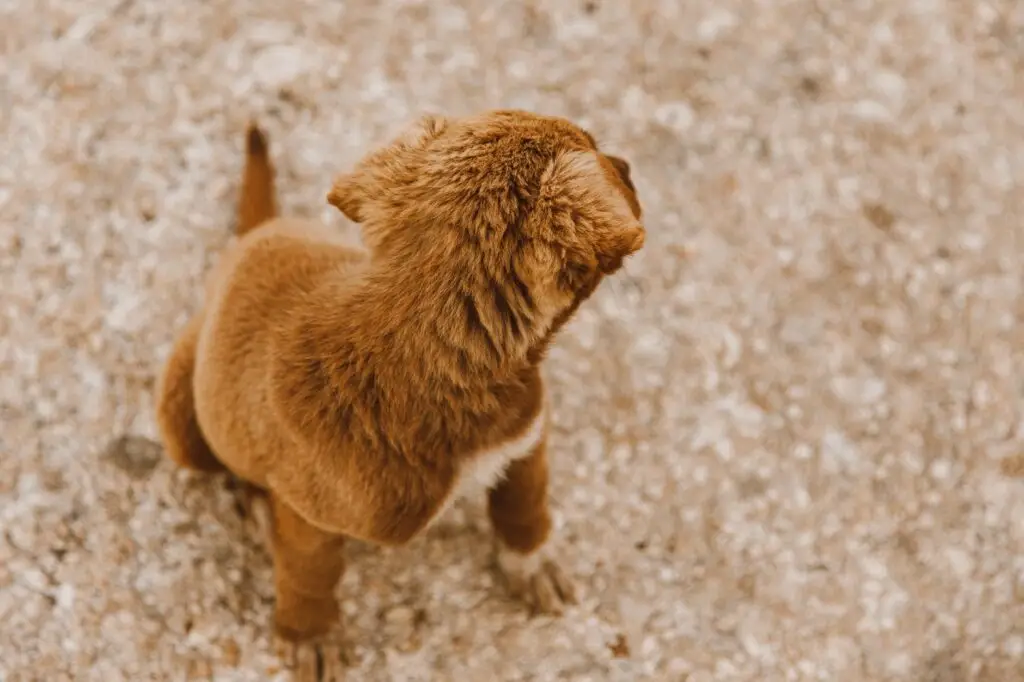 A cute brown puppy looks back, sitting on a sandy path, capturing a playful moment.