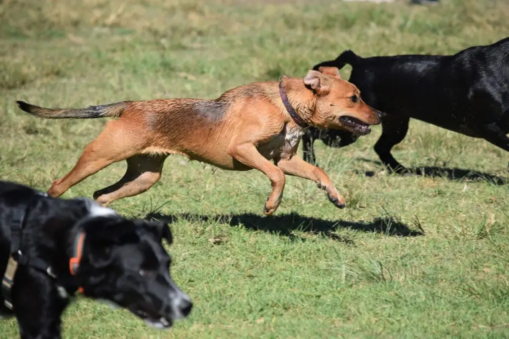 Two dogs joyfully running in a grassy field on a sunny day, capturing their playful nature.